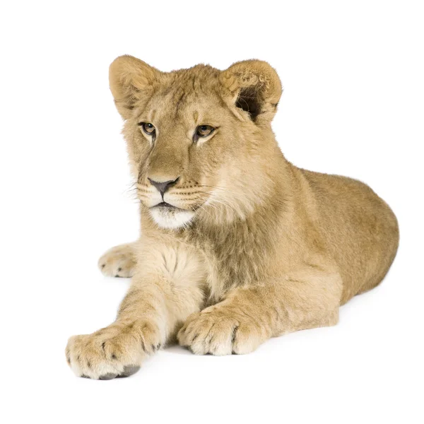Löwenbaby (8 Monate)) — Stockfoto