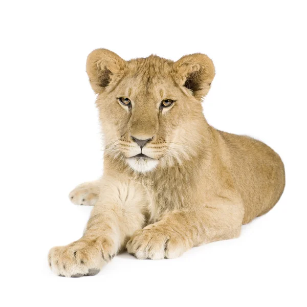 Filhote de leão (8 meses ) — Fotografia de Stock