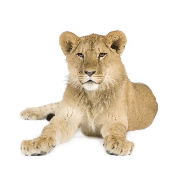 Cachorro león (8 meses ) —  Fotos de Stock