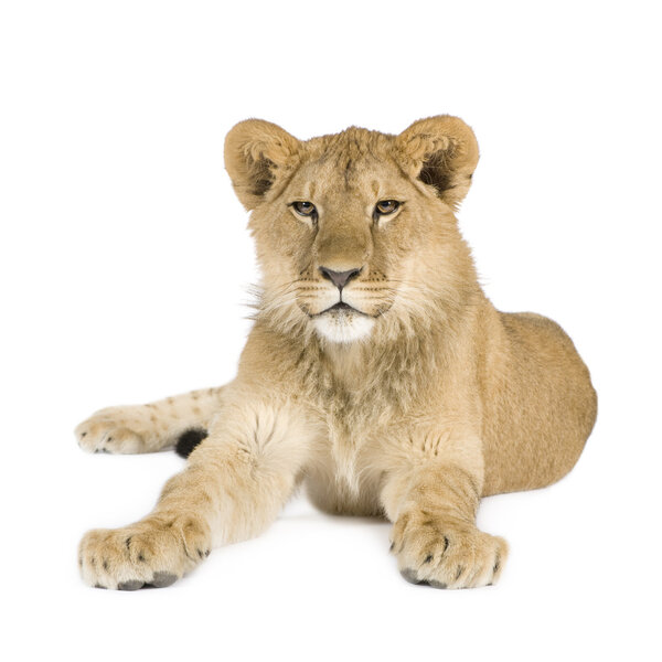 Lion cub (8 months)