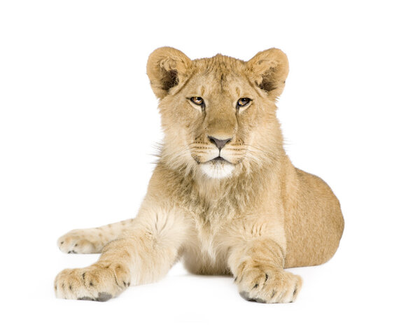 Lion cub (8 months)