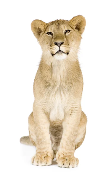 Cachorro león (8 meses ) — Foto de Stock