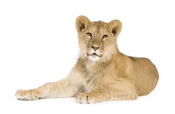 Lion cub (8 månader) — Stockfoto