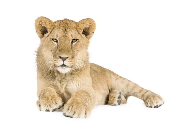 Lion cub (8 hónap) — Stock Fotó