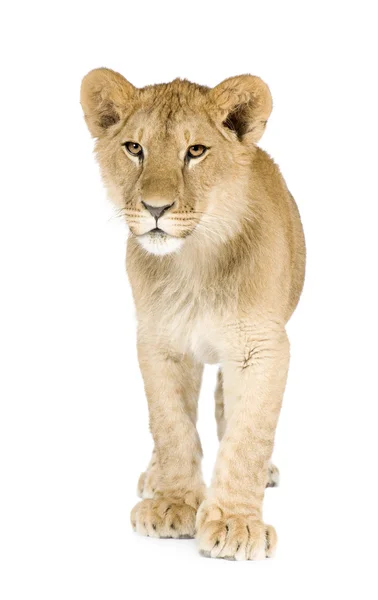 Lion cub (8 months) ) — стоковое фото