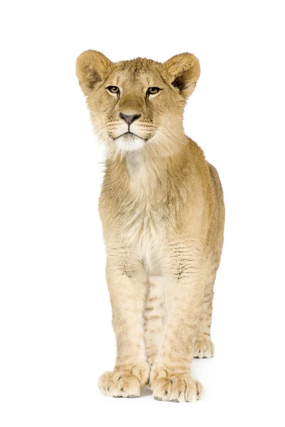 Cachorro león (8 meses ) — Foto de Stock