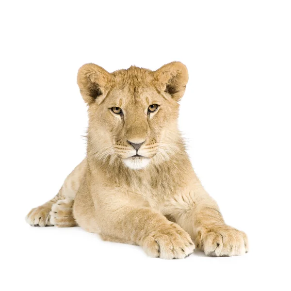 Lion cub (8 månader) — Stockfoto