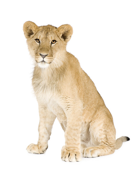 Lion cub (8 months)