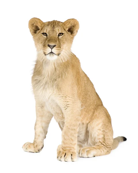 Cucciolo di leone (8 mesi ) — Foto Stock