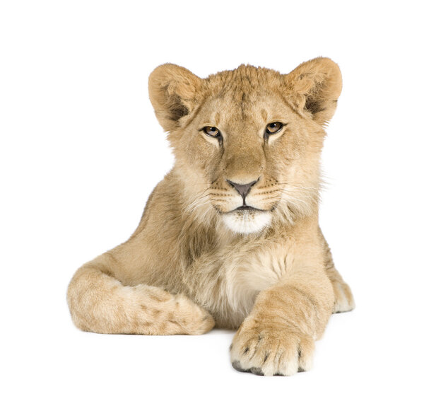 Lion cub (8 months)