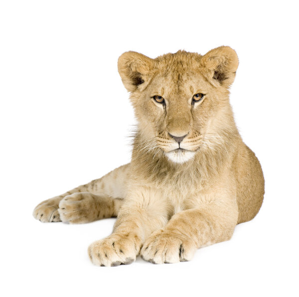 Lion cub (8 months)
)