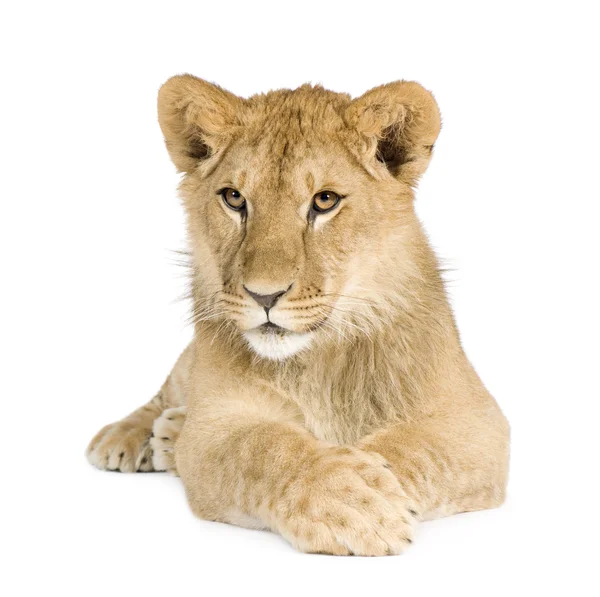 Löwenbaby (8 Monate)) — Stockfoto