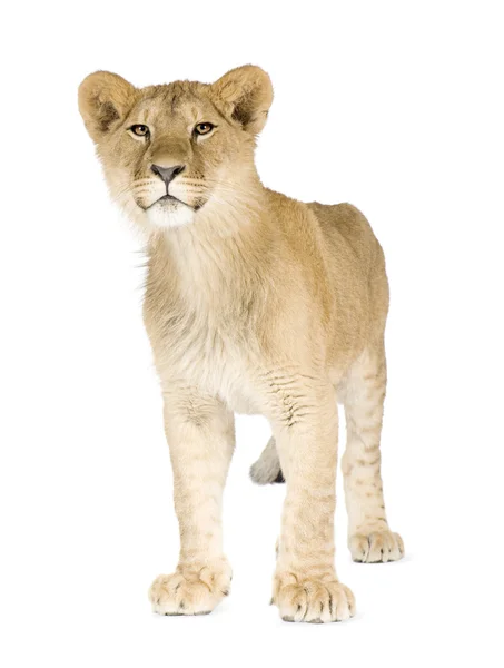 Lion cub (8 months) ) — стоковое фото