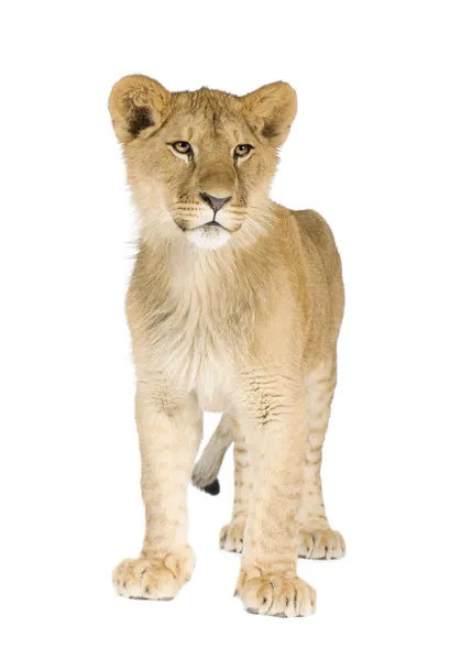 Filhote de leão (8 meses ) — Fotografia de Stock