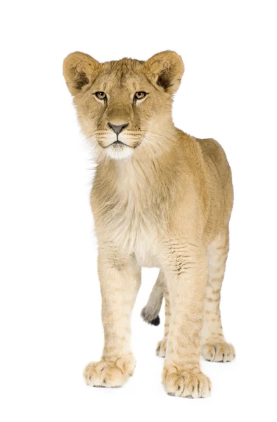 Cucciolo di leone (8 mesi ) — Foto Stock