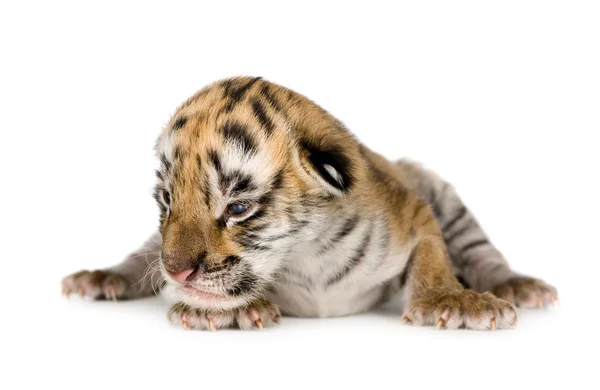 Cachorro tigre (4 días ) — Foto de Stock