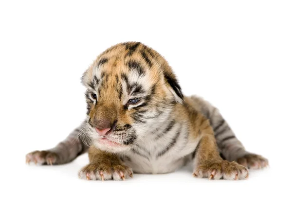 Tiger cub (4 dagar) — Stockfoto