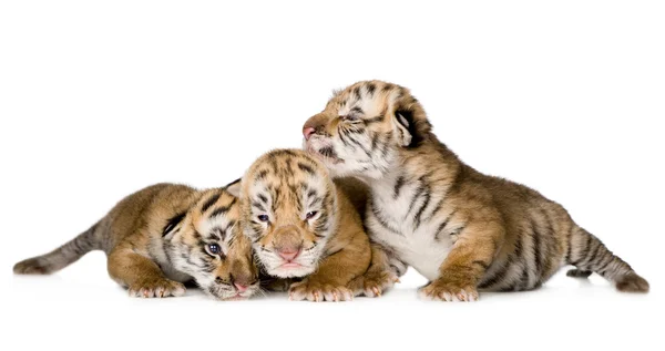 stock image Tiger cub (4 days)