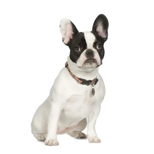 French Bulldog (8 months) — Stock Photo, Image