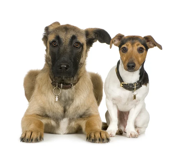 Jack Russell e Crossbreed cão — Fotografia de Stock
