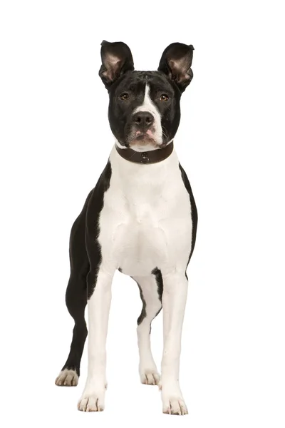 American Staffordshire terrier (8 månader) — Stockfoto