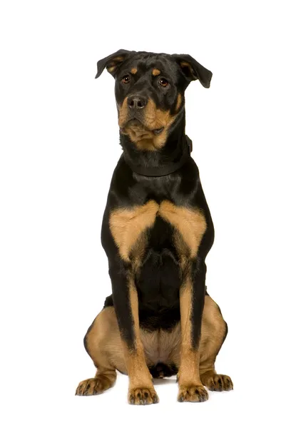 Rottweiler (7 Monate)) — Stockfoto