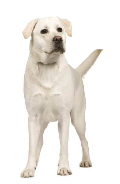 Labrador (1 Jahr)) — Stockfoto