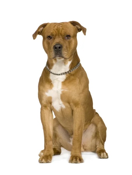 Αμερικανικό terrier Staffordshire (2 χρόνια) — Φωτογραφία Αρχείου