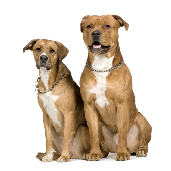 Dois cães mestiços — Fotografia de Stock