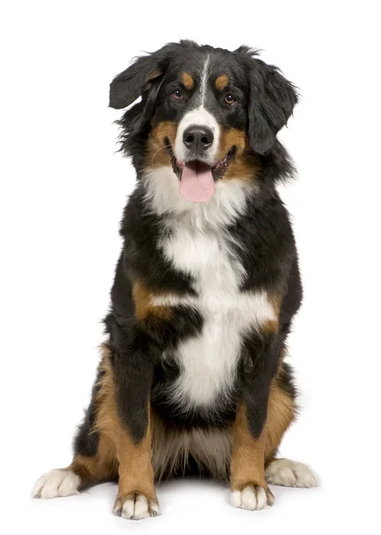 Berneński pies pasterski (1 rok) — Zdjęcie stockowe