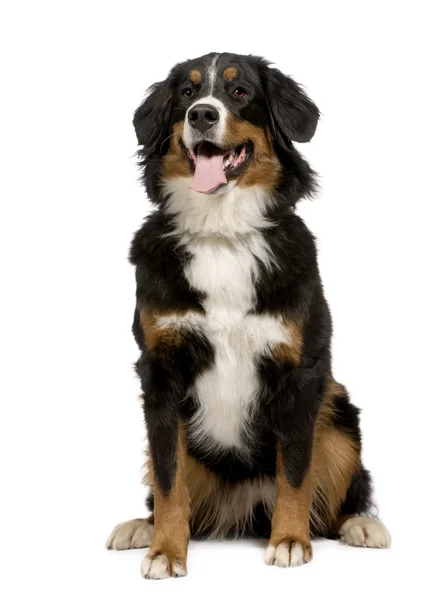 Бернская горная собака (1 год ) — стоковое фото