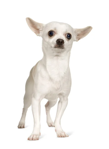 Chihuahua (9 meses ) — Fotografia de Stock
