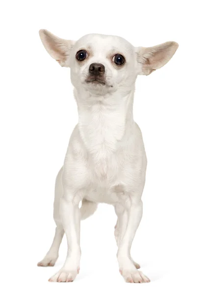 Chihuahua (9 месяцев ) — стоковое фото
