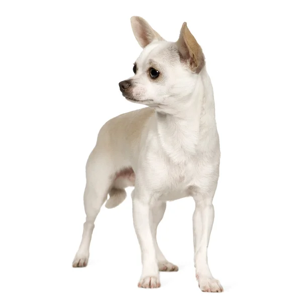 Chihuahua (9 mesi ) — Foto Stock