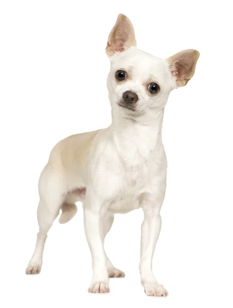 Chihuahua (9 hónap) — Stock Fotó