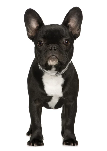 Französische Bulldogge (6 Monate)) — Stockfoto