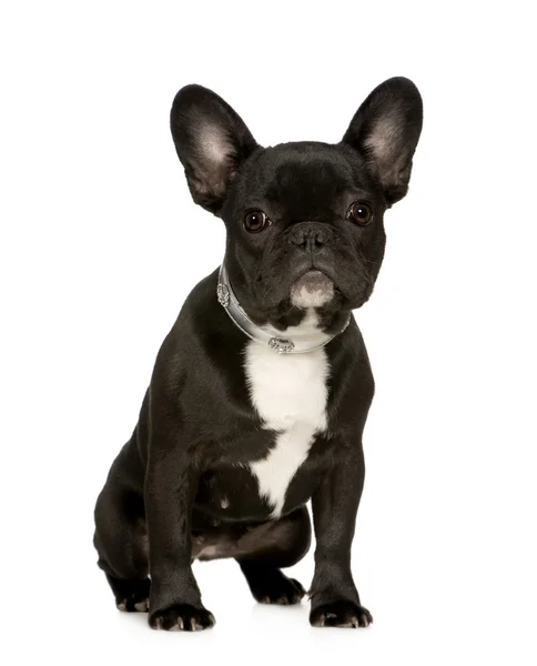 Francuski Bulldog (6 miesięcy) — Zdjęcie stockowe