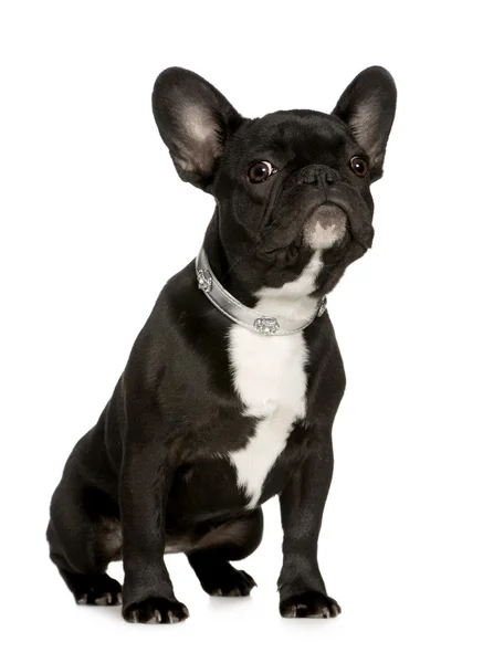 Bulldog francés (6 meses ) —  Fotos de Stock