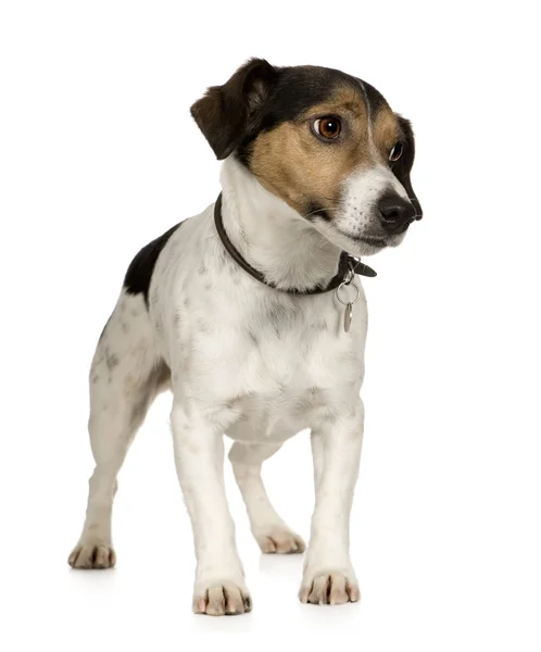 Jack russell (4 anni ) — Foto Stock