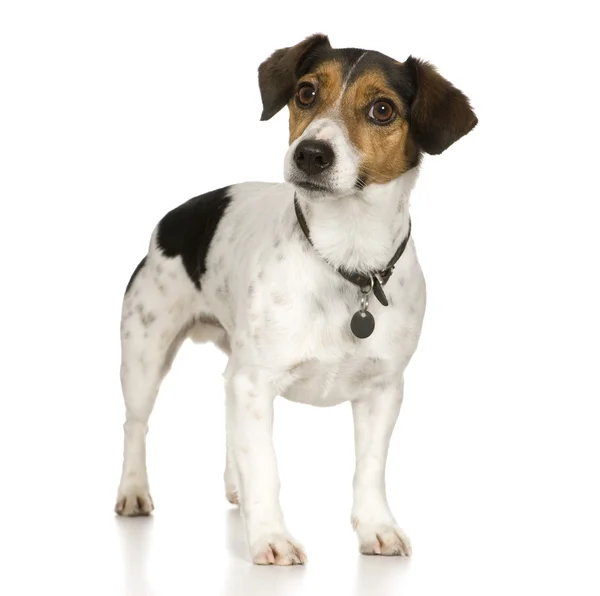 Jack russell (4 years) — Stock Photo, Image