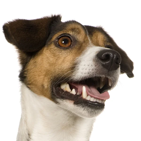 Jack russell (4 years) — Stock Photo, Image