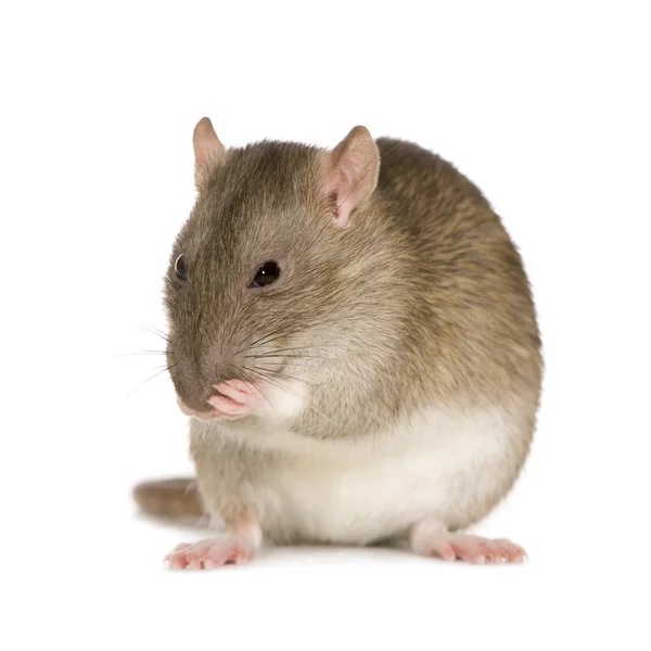 Rat (6 mois ) — Photo
