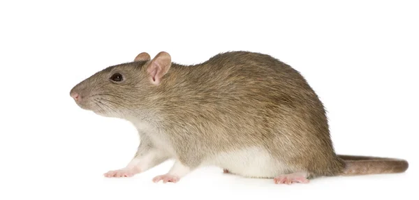 Rat (6 månader) — Stockfoto