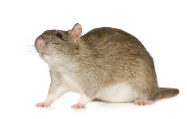 Крыса (6 месяцев ) — стоковое фото