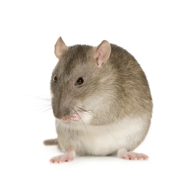 Крыса (6 месяцев ) — стоковое фото