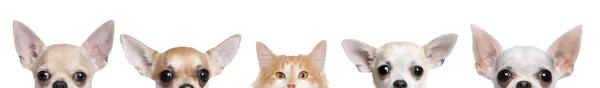 Groep van chihuahua honden- en kattenvoeders voor witte achtergrond, studio opname — Stockfoto