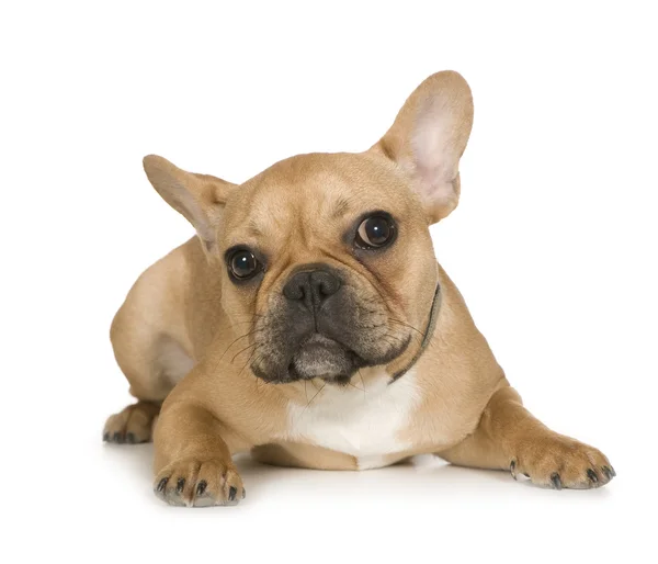 Französische Bulldogge (7 Monate)) — Stockfoto
