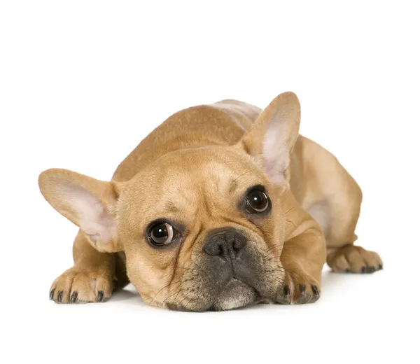 Fransk Bulldog (7 månader) — Stockfoto