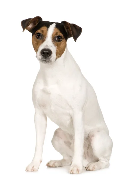 Parson Russell Terrier (2 года) ) — стоковое фото