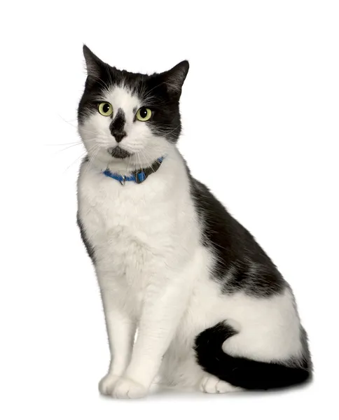 Короткошерста Європейська кішка (3-х років) — стокове фото